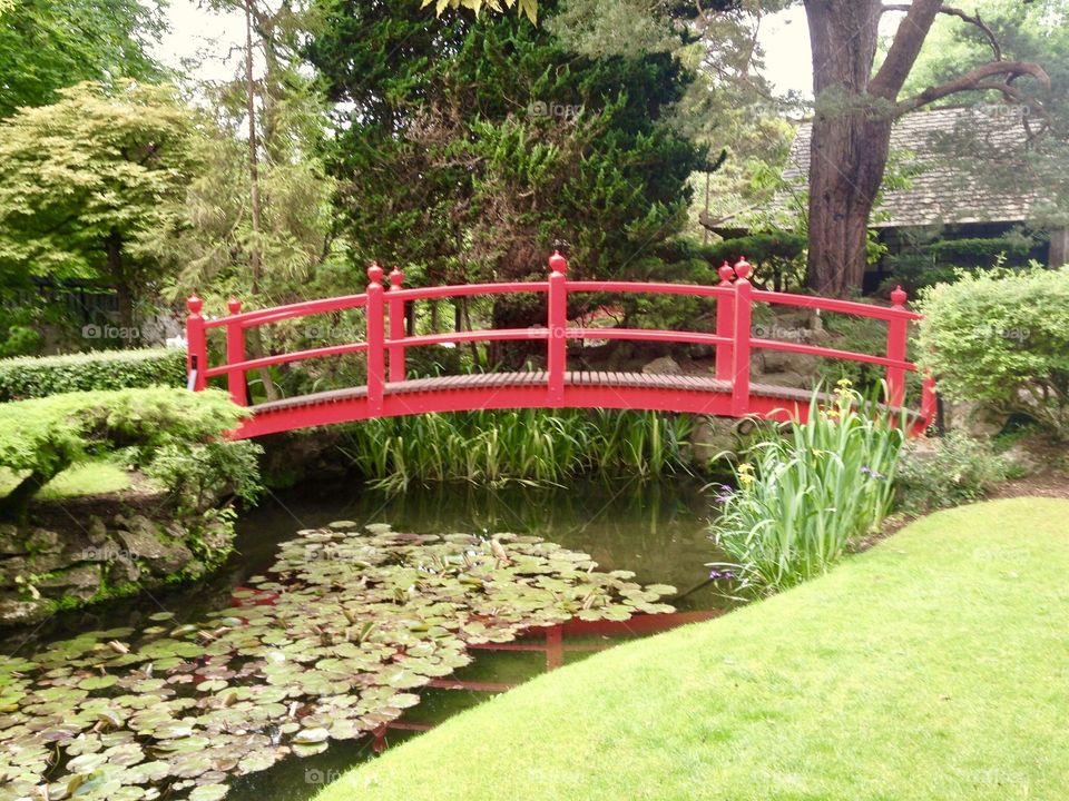 Lily pads and bridge