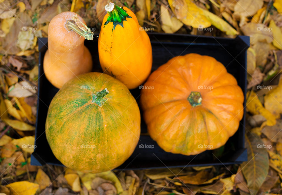 High angle view of pumpkins on dry leaves