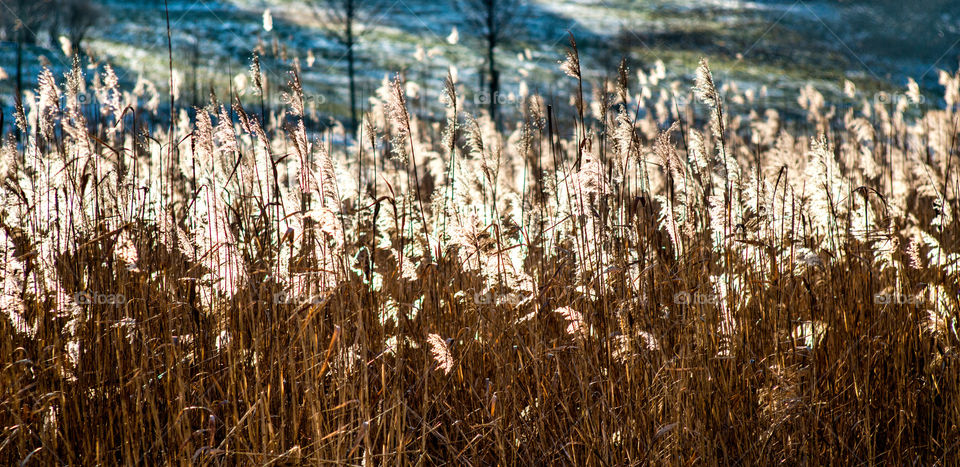 Dry reed field