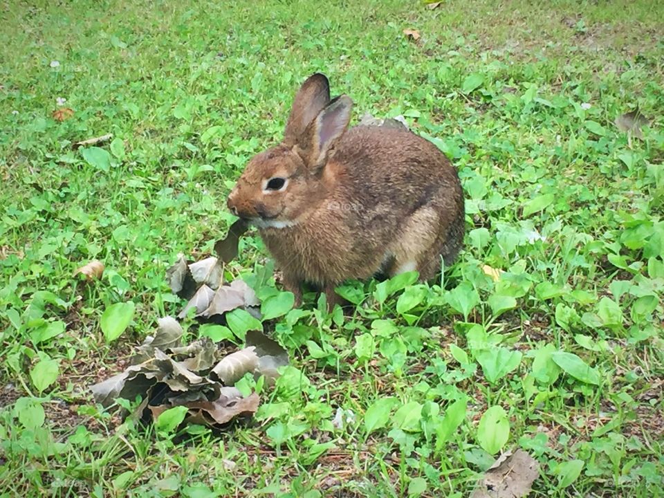 Baby rabbit outside in the grass eating leaves 