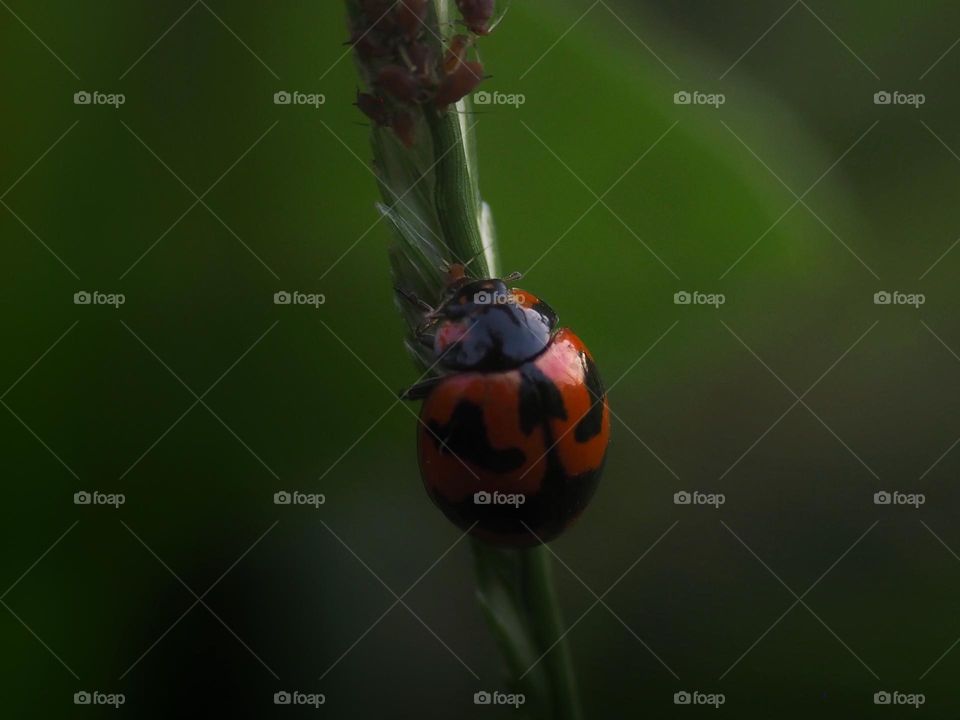 ladybug