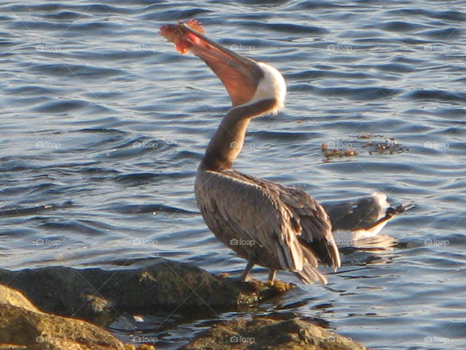 Pelican eating a fish