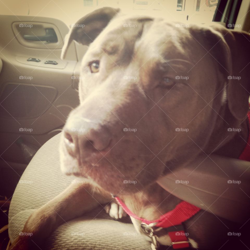 Road Dog. Large brown dog riding shotgun in a car.
