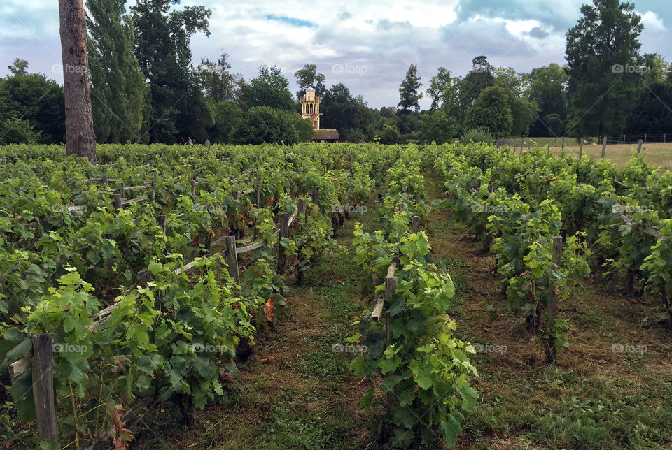 Vineyard
Versailles, France