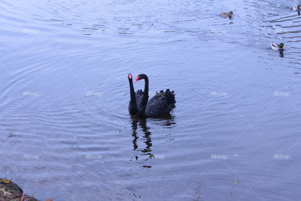 Two swans in love