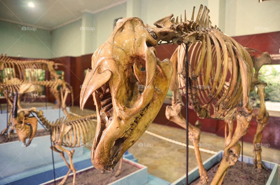 Tapir's Skeleton