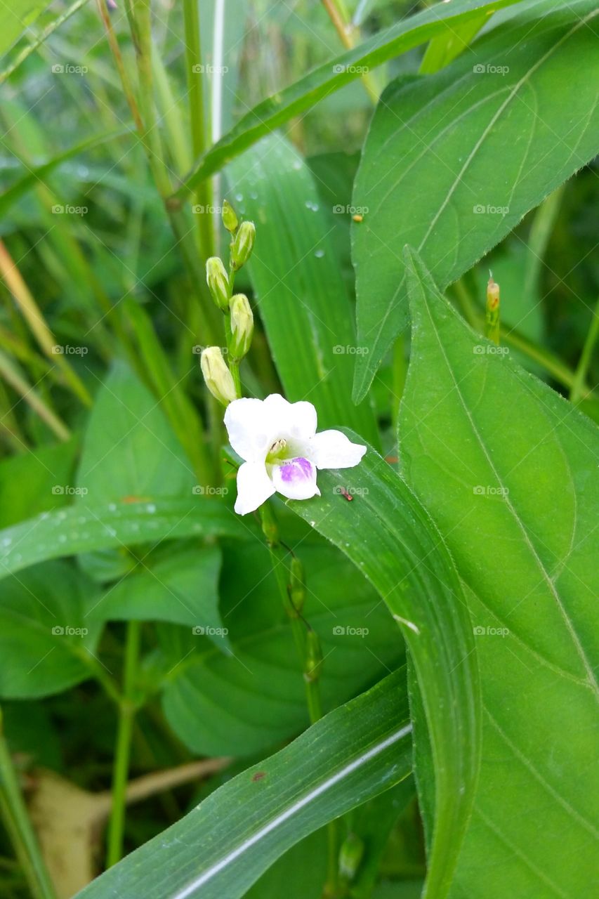 Grass flowers at 7 am wet and fresh by morning dew