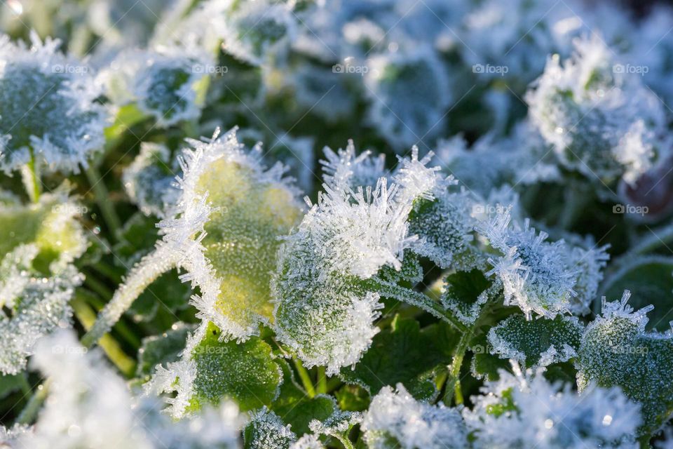 Closeup of leaves in the garden covered with beautiful white frost on a cold winter day 