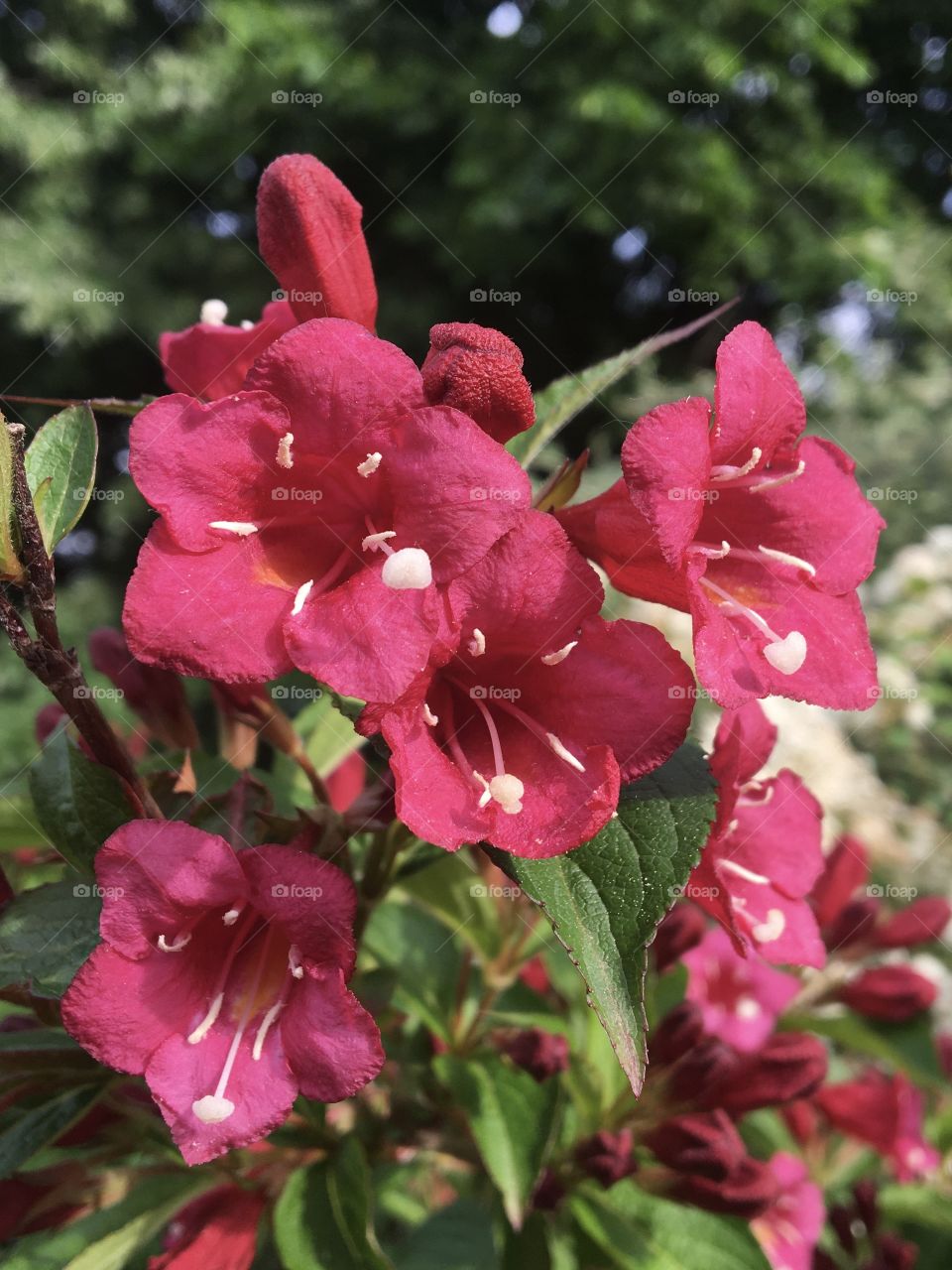 Weigela blooming branch