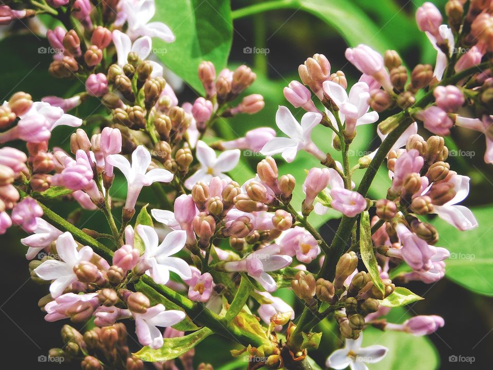 Spring is here as my lilacs are flowering 