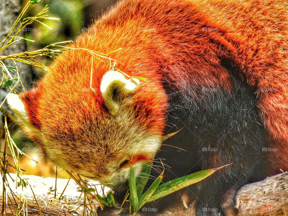 Red Panda