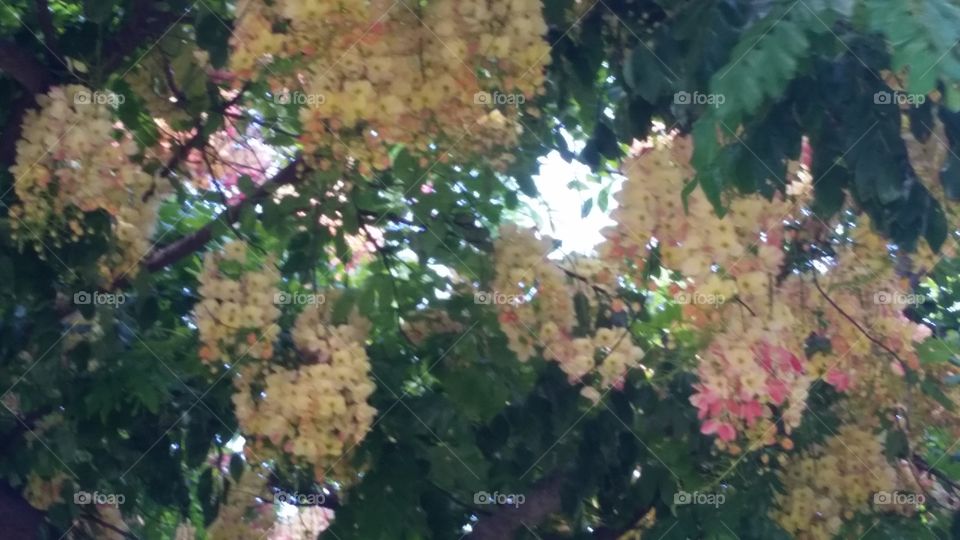 Hawaiian Beauty in Trees