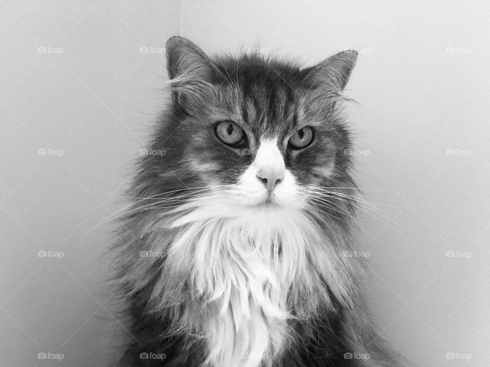 Siberian cat