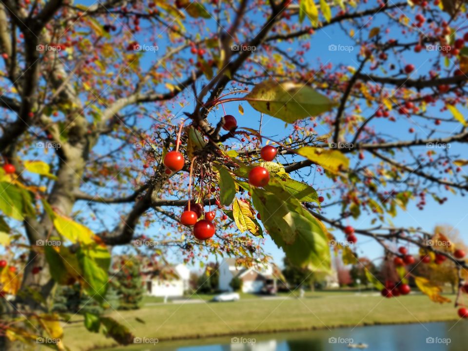 Cherry Fruit tree
