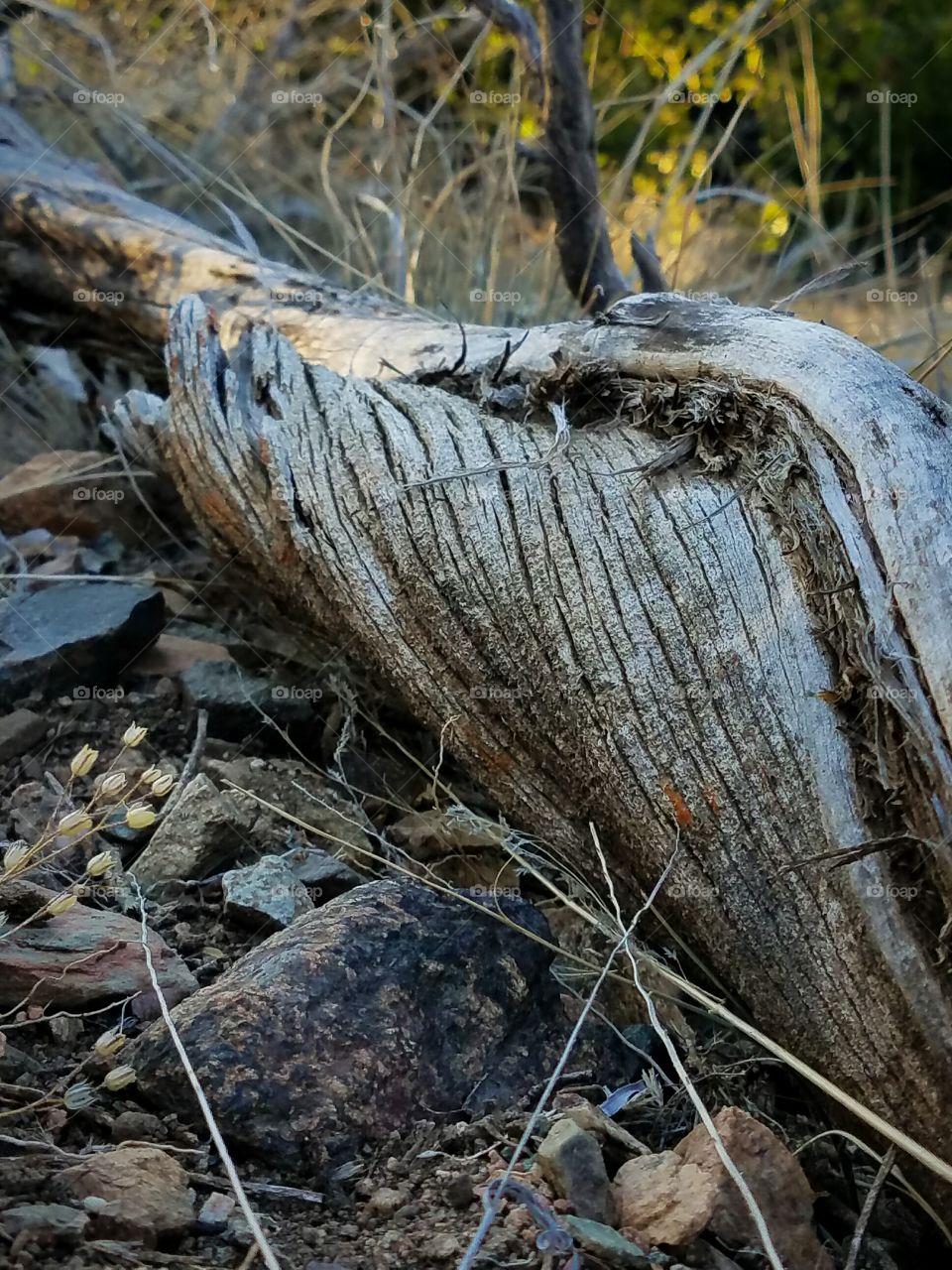 Dead log