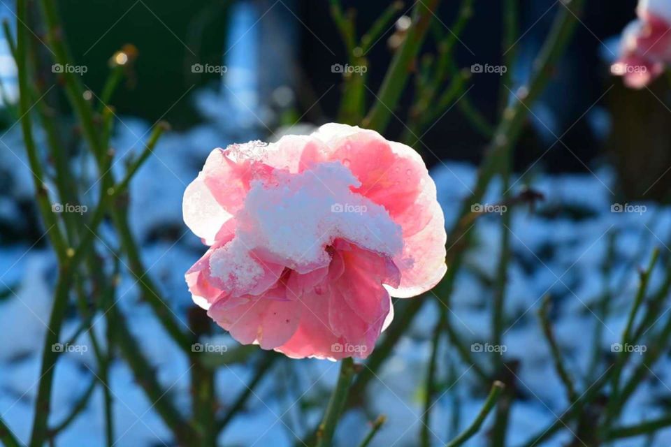 pink rose with snow