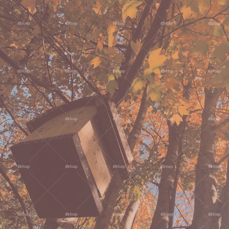 Bird house and fall leaves 