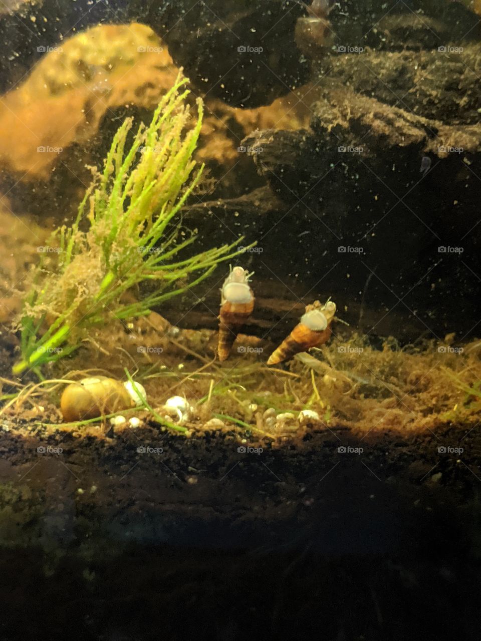 Tiny Snails