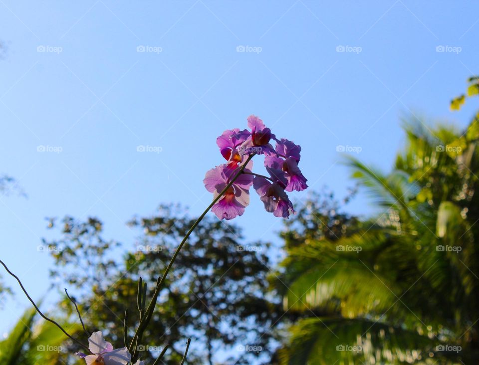 Close up of branch a beautiful pink orchids.  Tropical beautiful flowers