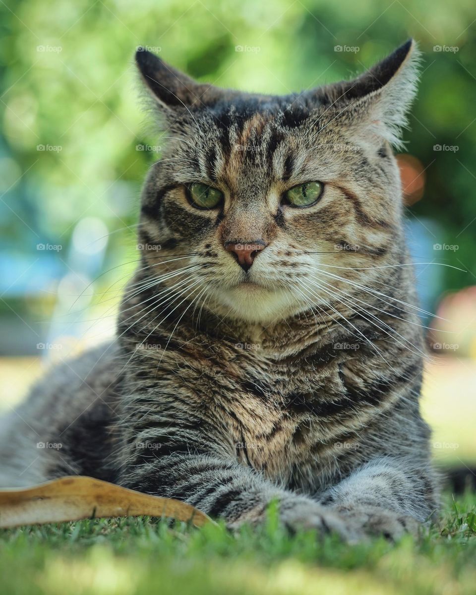 Portrait of tabby cat