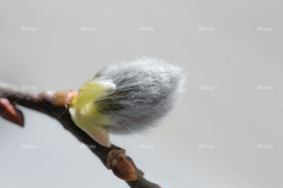 Closeup of willow twig in early spring 