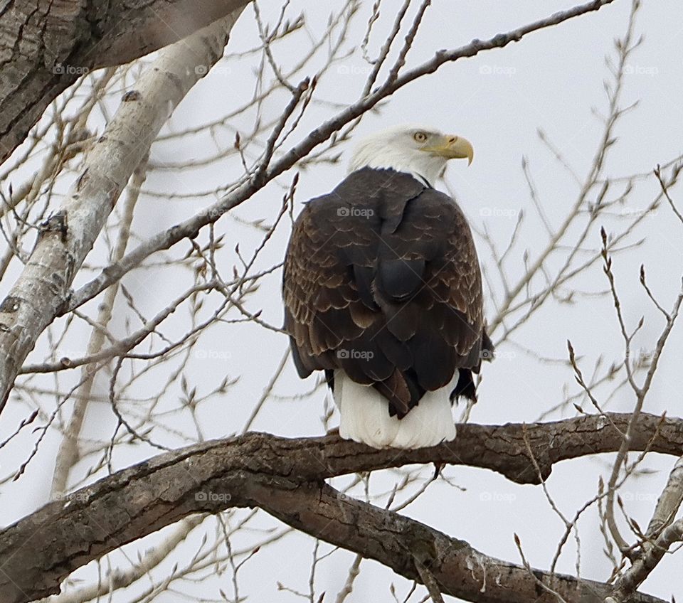 Stunning eagle in tree!! 