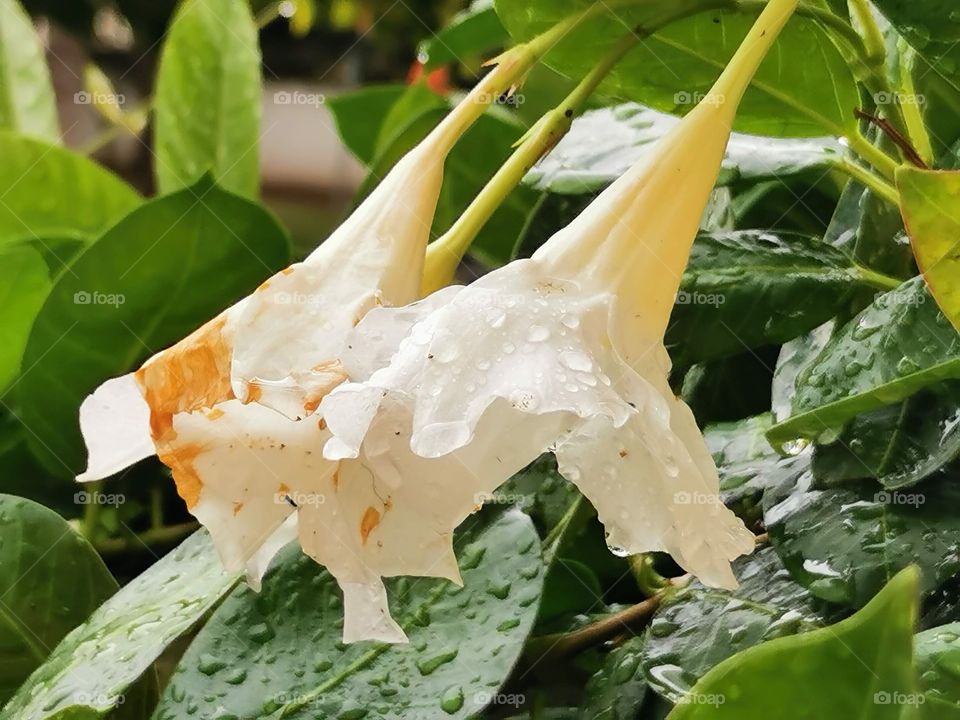 White flowers after rain