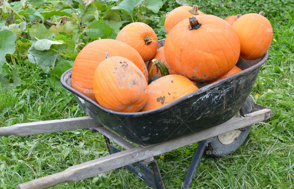 Wheelbarrow of pumpkins 