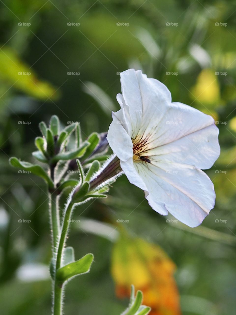 Petunia in the edge of the forest