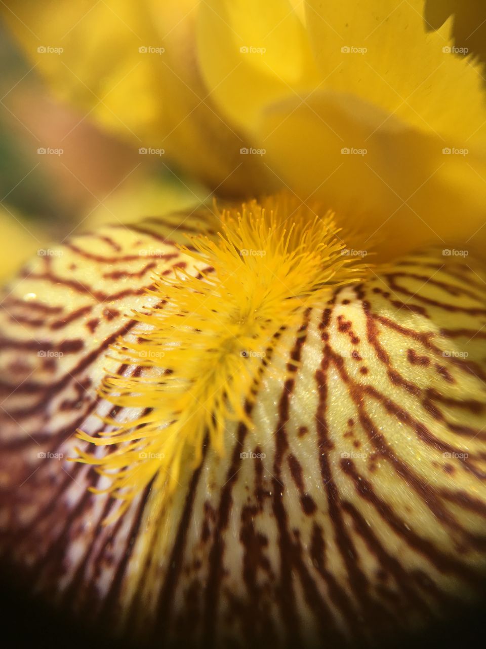 Iris closeup