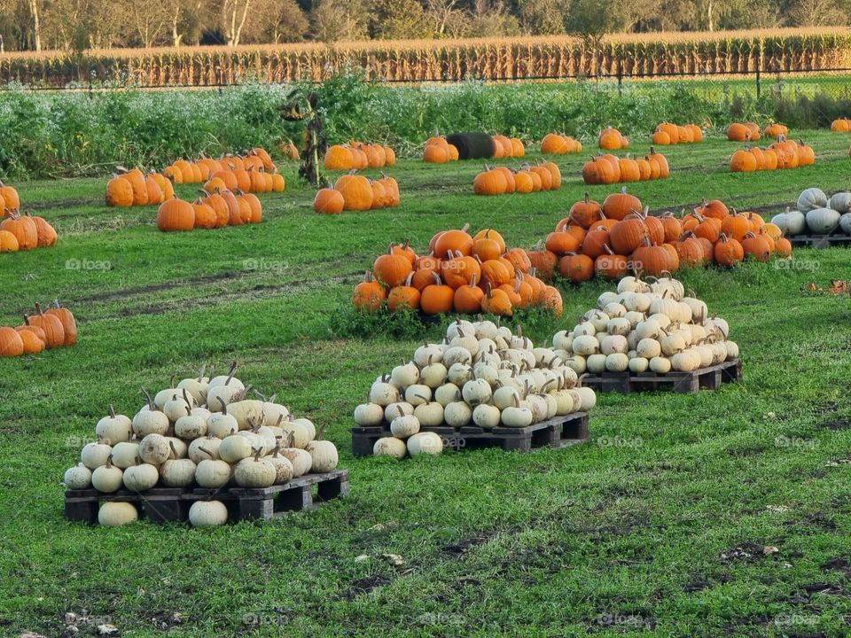 Piles of pumpkins in various colors in a grass field