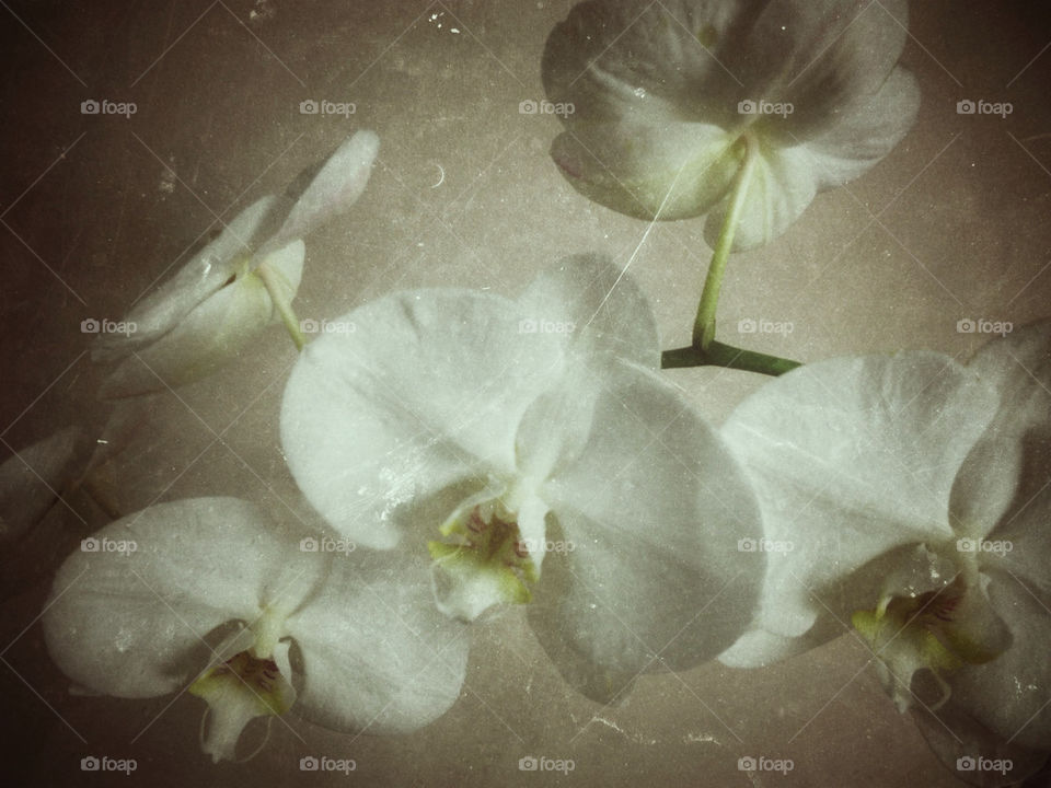 flower orchid antique by dodsongallery