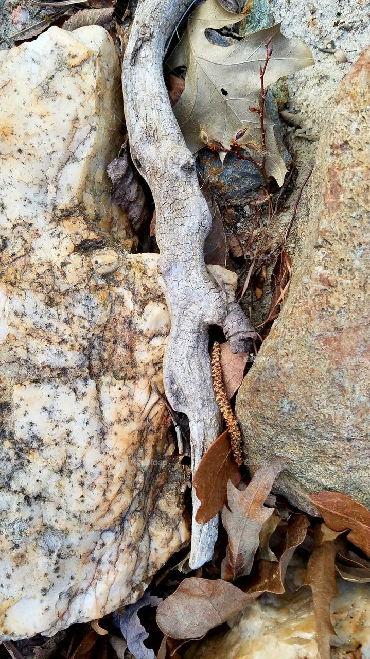 driftwood between