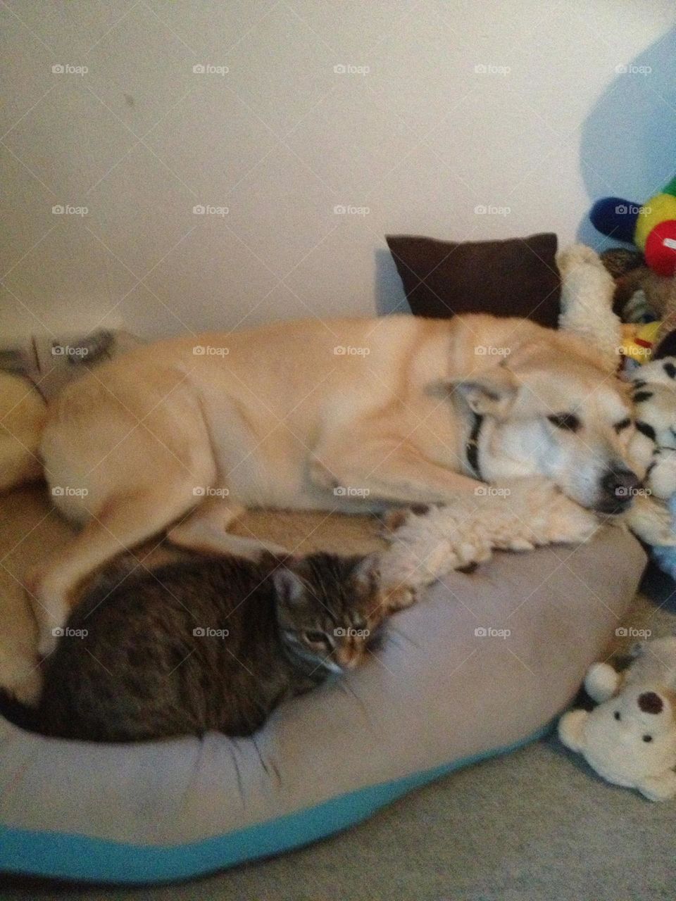Cat sleeps in a dog bed with a dog