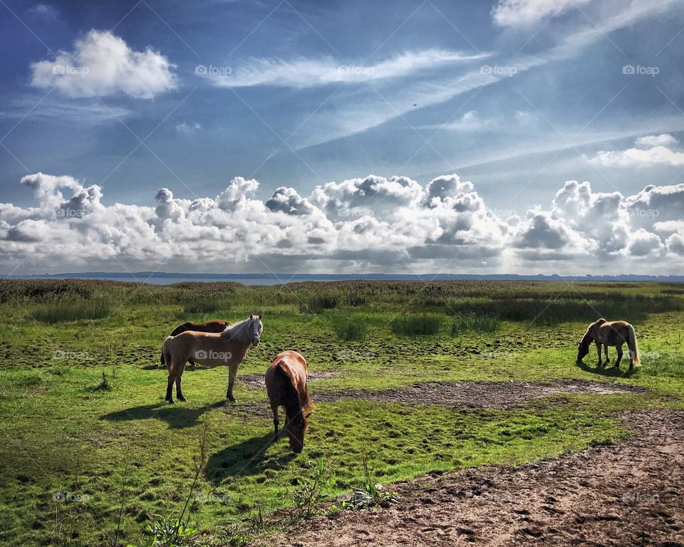 Horses by the moor 