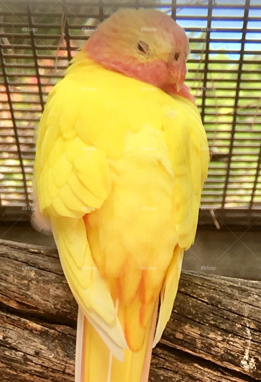 Yellow parrot on perch