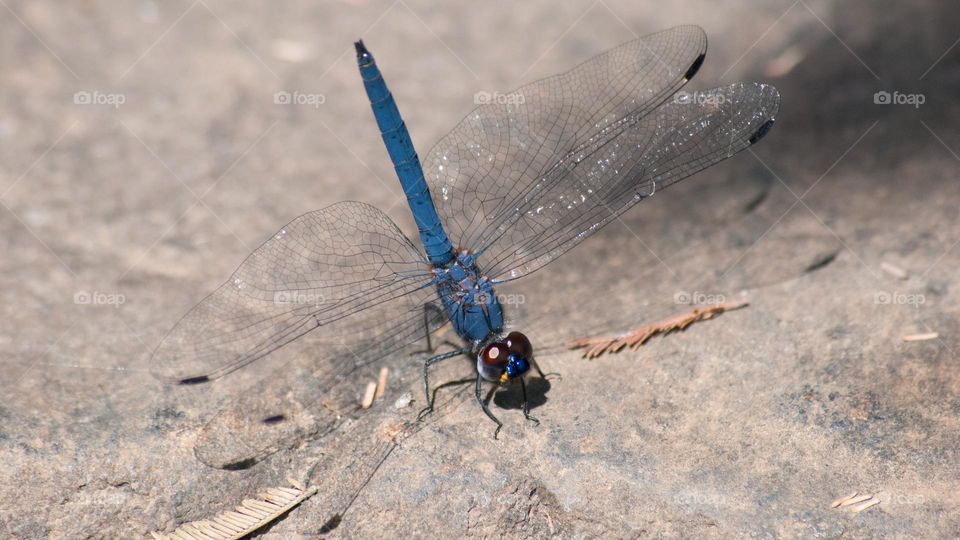 dragonfly blue