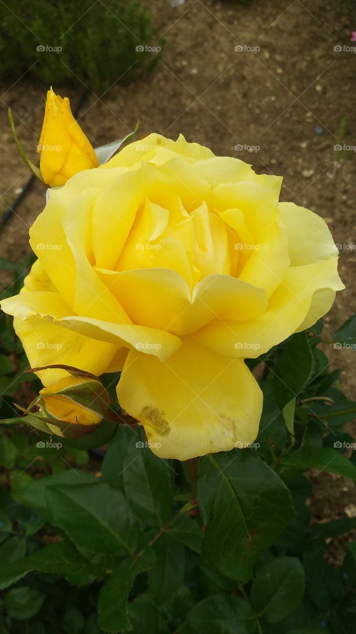 Yellow rose.
