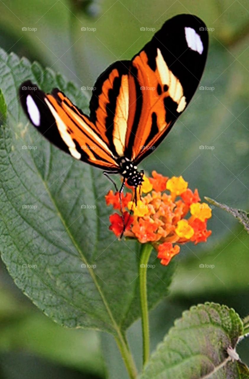 Borboleta e flor