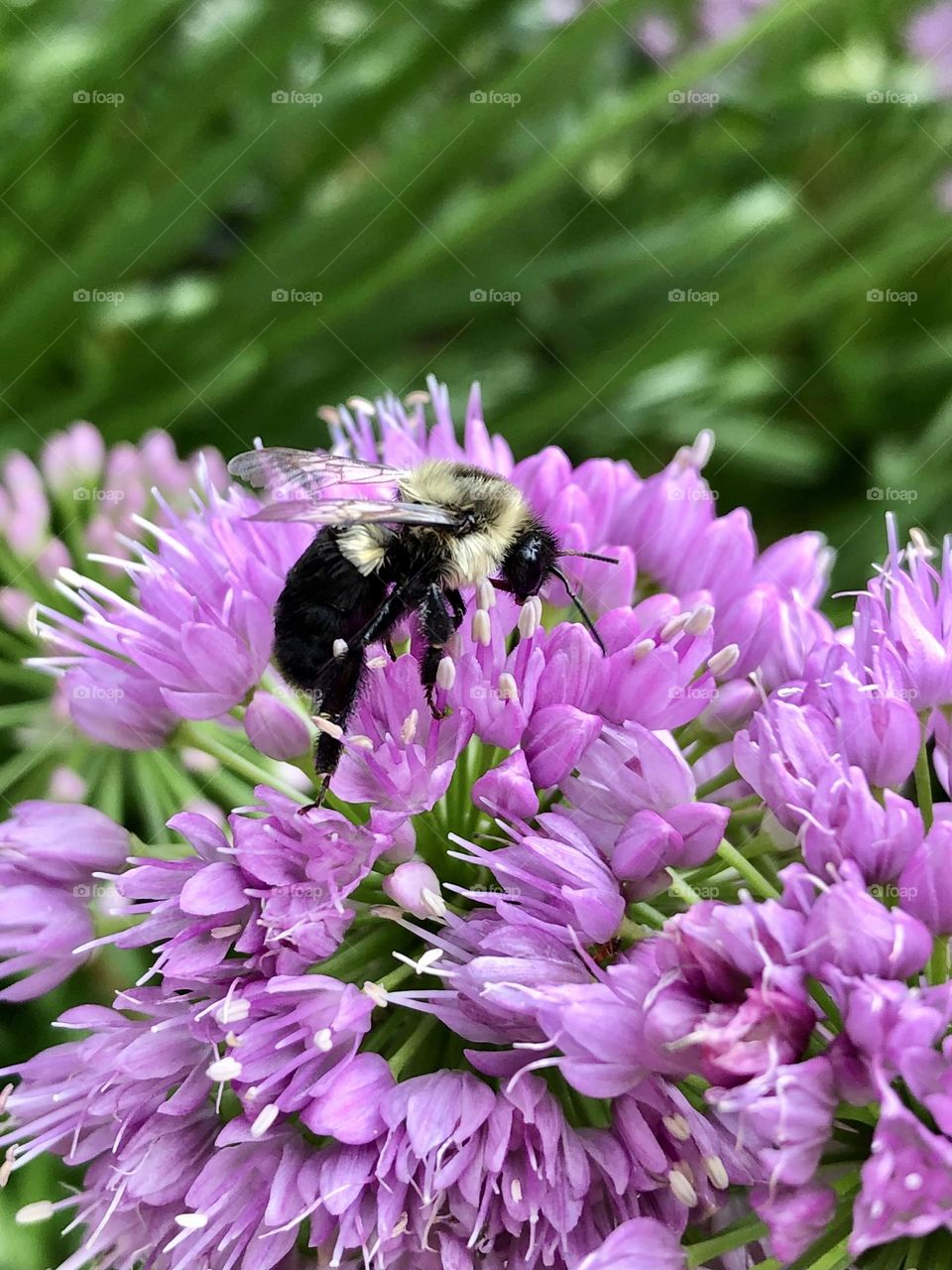 Purple Flower and Honey Bee