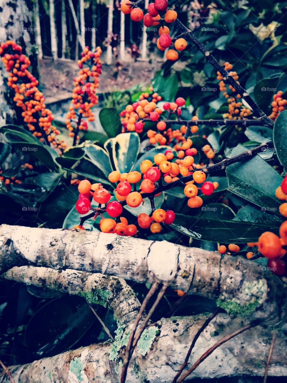 Logo virão os famintos passarinhos.