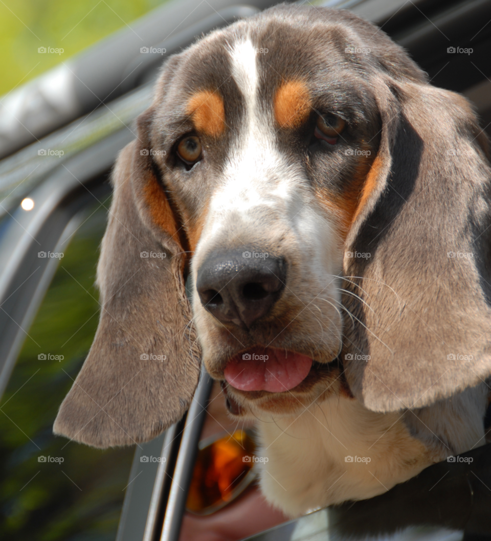 car dog pet ride by lightanddrawing