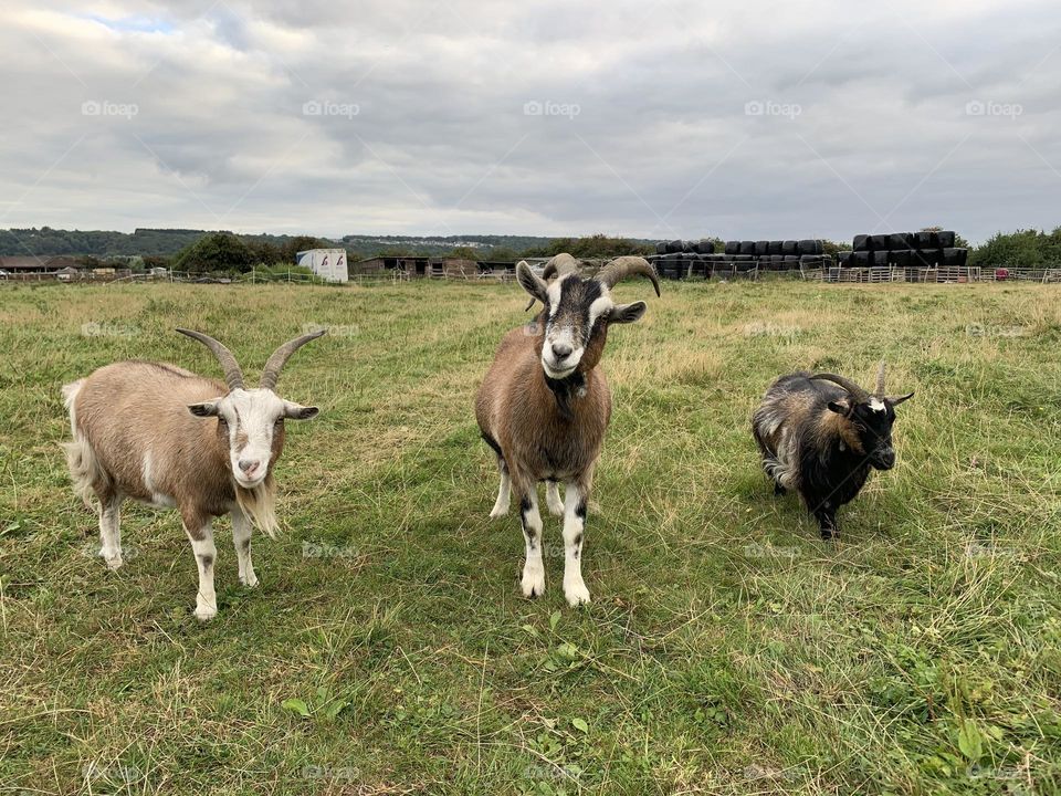 Friendly goats