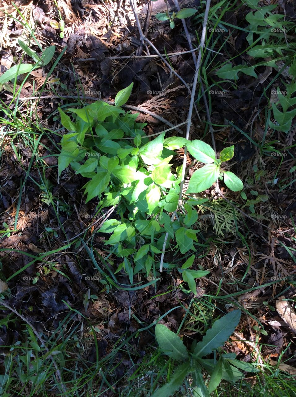 Leaf, Flora, Nature, No Person, Growth