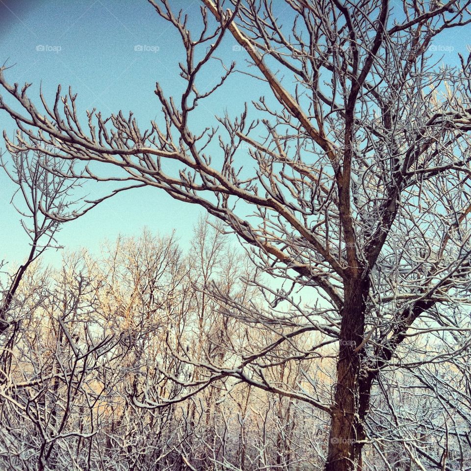 Tree, Wood, Winter, Branch, Landscape