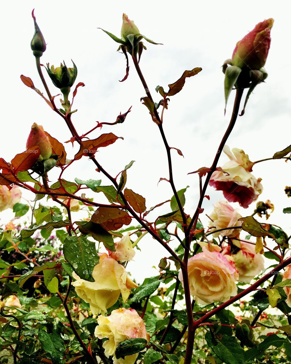 🌼#Flores do nosso #jardim, para alegrar e embelezar nosso dia!
#Jardinagem é nosso #hobby.
🌹
#flowers
#garden
#nature
#flor