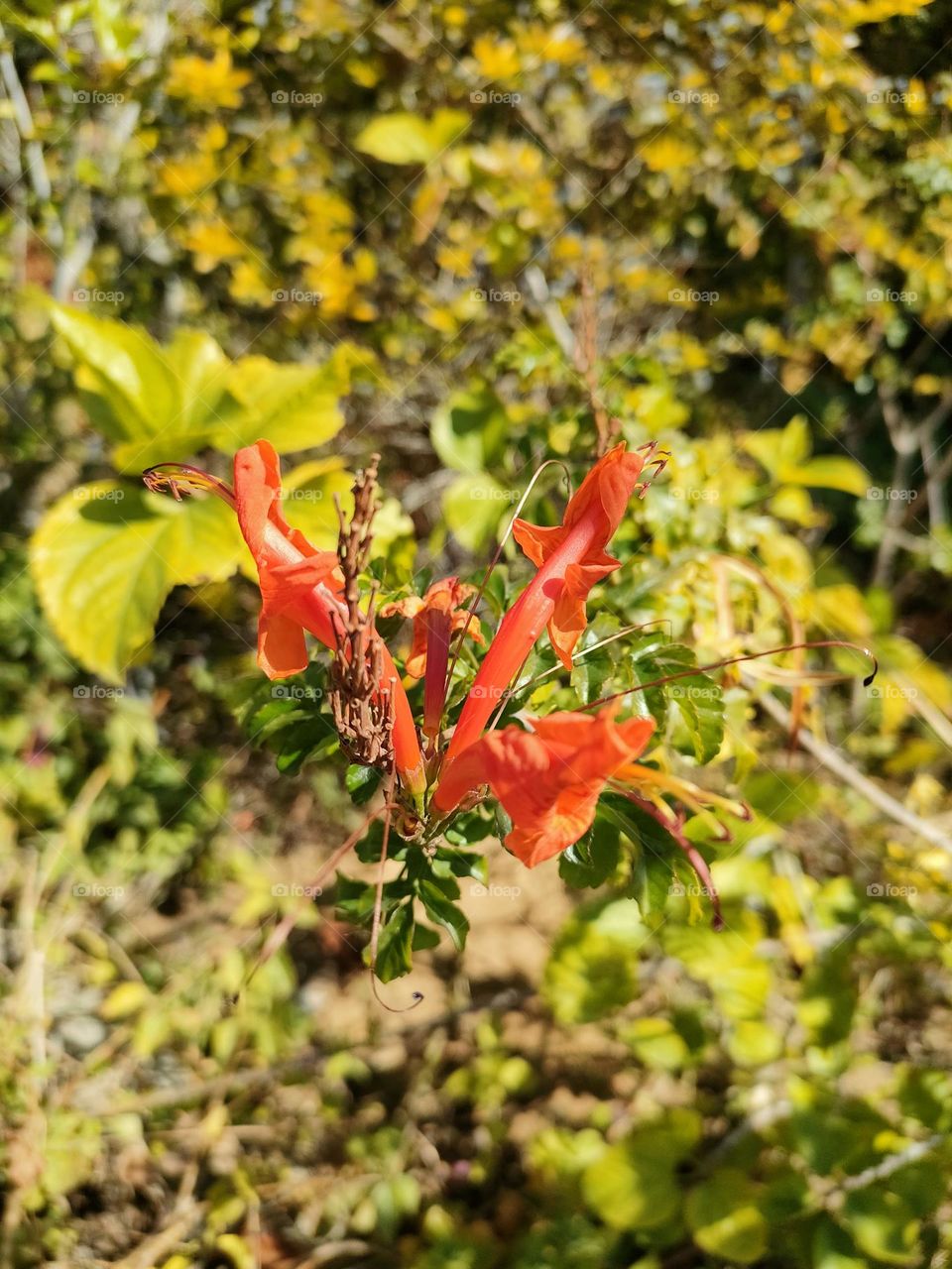 Orange flower(Feryal garden)