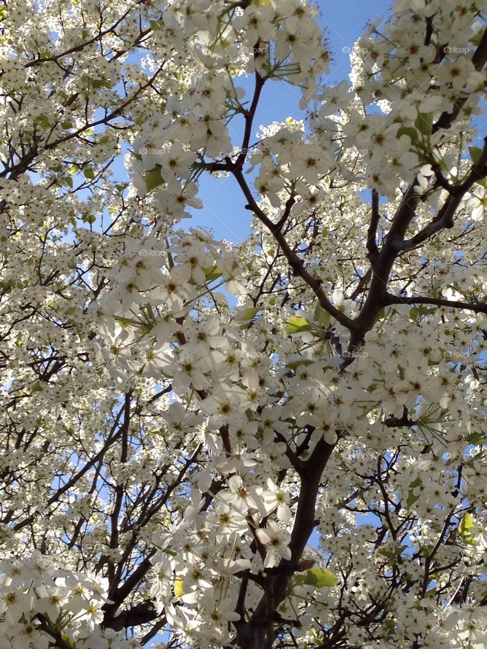 Snow White Tree