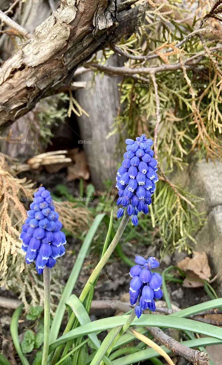 Plant 