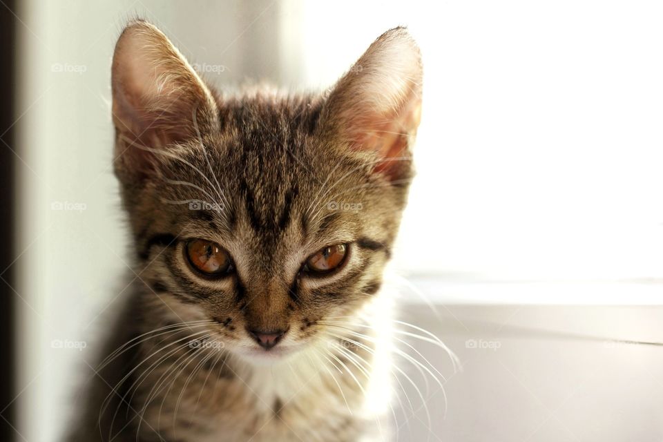 Kitten squinting sits on a windowsill